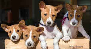 To date tamsala basenjis have achieved the following results both in australia and abroad. Red And White Basenji Delightful Puppies Yorkshire Terrier Puppies Great Dane Puppy Basenji Dogs