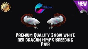 Shiny one from betta world #dragon #betta now available#dragon #halfmoon. Ss Betta S Posts Facebook