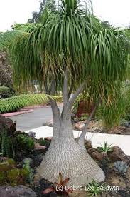 Pin On Botanical Gardens