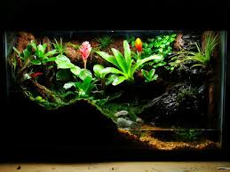 Nice Looking Tropical Terrarium Might Do Something Like This For A Croc Skink One Day Tropical Terrariums Frog Terrarium Terrarium