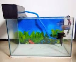Cara Pasang Filter Aquarium Untuk Labi Labi Akuarium Air Tawar Binatang