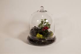 Dome Terrarium Large A 10 X 11 3 8 Terrarium Cloche Holds Three Plants And Reindeer Moss Item 2783 Flower Arrangements Glass Cloche Terrarium