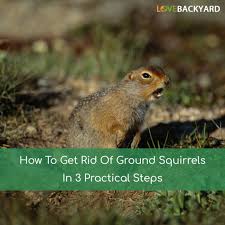 Ground squirrels hibernate in winter. How To Get Rid Of Ground Squirrels In 3 Practical Steps Jan 2021