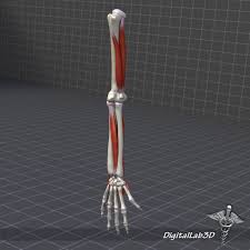 Human Arm Bone And Muscle Structure 3d Model Ad Bone Arm Human Model Bones And Muscles Arm Bones Muscle Structure