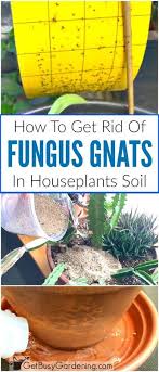 How To Get Rid Of Fungus Gnats In Houseplants Soil Gnats In House Plants Container Gardening Vegetables Organic Gardening Tips