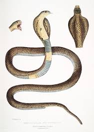 Cobra Capella Naia Tripudians From Illustrations Of Indian Zoology 1830 1834 By John Edward Gray Snake Illustration King Cobra Tattoo Small Tattoos For Guys
