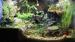 10gal Paludarium Paludariums Aquatic Plant Central Aquatic Plants Reptile Terrarium Aquascape Aquarium