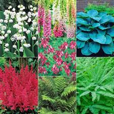 Buy Shade Designer Garden Breck S In 2020 Shade Loving Perennials Garden Design Soft Green Color