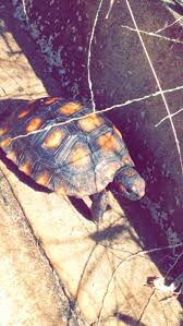 Red Footed Brazilian Tortoise Kura Kura