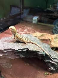 Baby Bearded Dragon Basking On A Rocky Hide Baby Bearded Dragon Bearded Dragon Pets