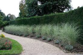 Miscanthus Morning Light Running Along The Darker Hedge The Clumps Appear To Stay Discreet Landscape Design Miscanthus Morning Light Backyard Landscaping