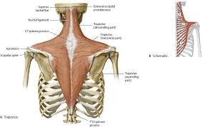 Shoulder Arm Atlas Of Anatomy Human Muscle Anatomy Anatomy Muscle Anatomy
