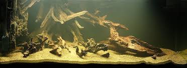 142240d1402007464 How Do I Stain Tan Hard Water Without Drasticlly Changing Ph Ii004 Jpg 1 000 364 Pixels Biotope Aquarium Nature Aquarium Cichlid Aquarium