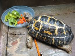 Forsten S Tortoise Indotestudo Forstenii Kura Darat Forsteni Endemik Sulawesi Indonesia Tortoise Tortoises Turtle