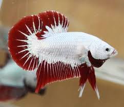 Hdmi cable nylon braided platinum and gold style male to male connectors (50 feet). Platinum Red Dragon Hmpk Male 6 Betta Betta Fish Fresh Water Fish Tank