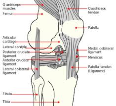 A ligament is a type of fibrous tissue that usually connects two bones. Anterior Cruciate Ligament Injury Wikipedia