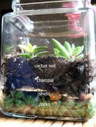 Terrarium Succulent Terrarium Succulents Terrarium
