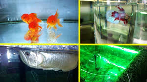 Anju Aquarium Shop College Jn Nattakom Kottayam Kerala Aquarium Shop Fish Aquarium Shop Aquarium Accessories Aquarium Fish