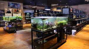 Freshwater Fish Department Desain Ikan Toko