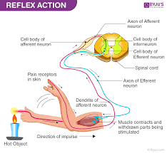 Reflex Action Reflex Arc Diagram Human Anatomy And Physiology Teaching Biology Anatomy And Physiology