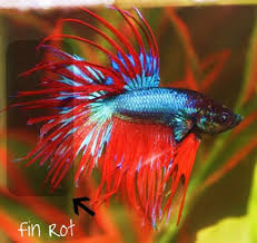 Tore up his tail fin but it's all grown back now. Treating Stubburn Fin Rot In Betta Fish Fish Care
