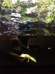 Pin On Reptile Terrariums