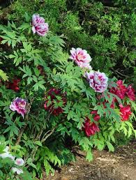 How To Plant Care For A Tree Peony Peonies Garden Plants Beautiful Flowers Garden