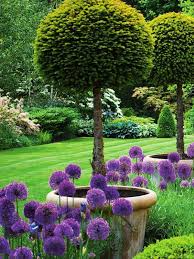 English Garden With Lollipop Yews And Allium Purple Sensation In Early Summer Beautiful Gardens Plants English Garden Design
