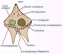 This Is A Dinoflagellate They Are Unicellular And Are In Kingdom Protista Domain Eukarya And Phylum Dinophyta They Are Photosyntheti Protists Biology Algae