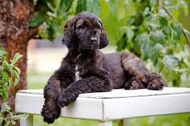 With their breeder, waiting for you! Afghan Hound Dog Breed Information American Kennel Club