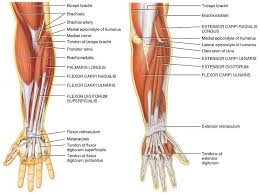 Personal Training Anterior And Posterior Muscles Of The Lower Arm Gif 848 634 Anatomi Calisma Ders Calisma Ipuclari