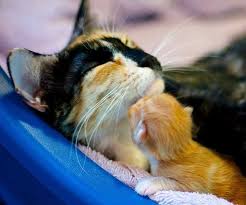 Timeline Photos Per Appassionati Di Gatti Baby Animals Cuddly Animals Cute Cats
