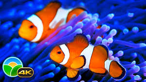 4k The Best Clown Fish Nemo Aquarium Relax Music Sleep Meditation 2 Hours Uhd Screensaver Youtube Clown Fish Good Clowns Relaxing Music