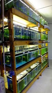 Home Aquarium Wall Units Aquarium Fish Aquarium Shop Betta Fish Tank