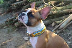 The goals and purposes of this breed standard include: Pedigree Dogs Exposed The Blog The Frenchies That Win By A Nose