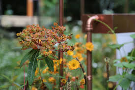 The Seedlip Garden Designer Dr Catherine Macdonald Rhs Chelsea Flower Show 2017 Photo Agatabyrne Chelsea Flower Show Flower Show Chelsea Flower