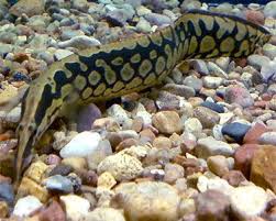 Tire Track Eel Mastacembelus Favus Aquarium Fish Tropical Freshwater Fish Saltwater Aquarium Fish