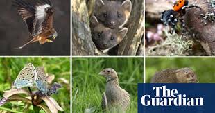 Most of the animals shown here are among the more than 28,000 species of animals and plants that the international union for conservation of nature says are threatened with extinction. Uk Animals Back From The Brink Of Extinction Wildlife The Guardian
