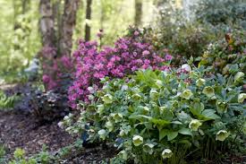 Hostas Archives Bumblebee Blog Azaleas Landscaping Woodland Garden Flower Garden Plants