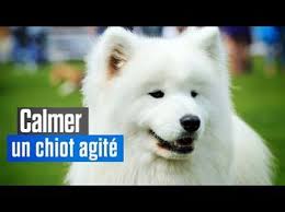 Entrainer Le Stop Pour Interrompre Un Comportement Non Desire Chez Le Chien Youtube Chiot Jeu Chien Chien