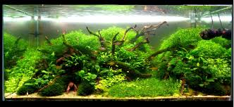 La Source Par Maqua Aquascaping Aquarium Aquarium Planted Aquarium Freshwater Aquarium