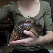 Giant African Land Snail Achatina Fulica The Giant African Land Snail Is One Of The Largest Terrestr Giant African Land Snails Bizarre Animals Weird Animals