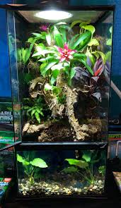 Paludarium Frog Terrarium Frog Habitat Gecko Terrarium
