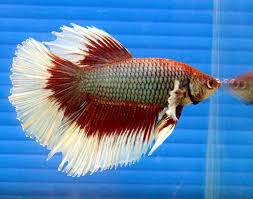 Fin rot and tail rot are often classified together however, they may or may not both occur together. 5 Quick And Easy Steps For Treating Fin Rot In Aquarium Fish Aquarium Co Op