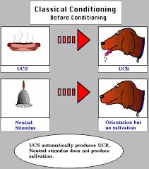 Courtney Robles 002 Pin 1 This Article Discusses Classical Conditioning Using An Example Of A Dog The Educational Psychology Cognitive Psychology Education