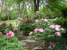 Tree Peonies Flowers France Garden Trees Garden Images