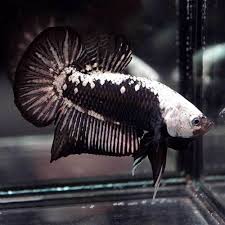 6/5 đường 51 ,phường hiệp bình chánh ,quận thủ đức. Live Betta Fish Black Samurai Halfmoon Plakat Hmpk Male 165 Aquarium Fish For Sale Fish Betta