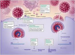 Pharmacologic Treatments For Coronavirus Disease 2019 Covid 19 A Review Jama X Mol