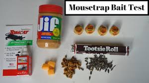 Mousetrap Bait Test With Motion Cameras Wild Mice Rats What Is The Best Mousetrap Bait Youtube
