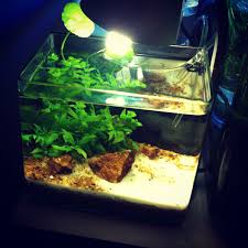 Pico Planted Aquarium Aquarium Planted Aquarium Aquascape